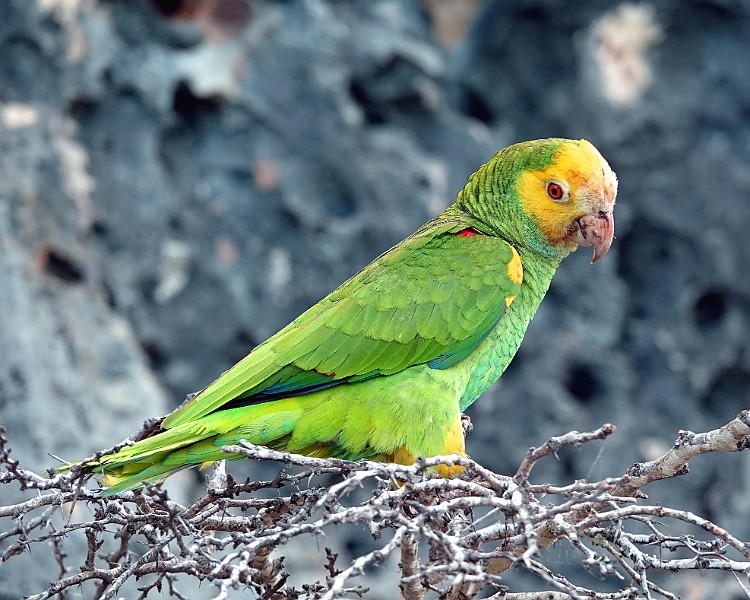 Bonaire Parrot II